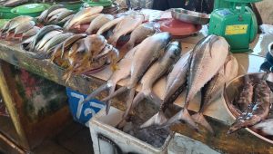 Bulan Suci Ramadhan, Harga Ikan di Anaiwoi Masih Relatif Normal