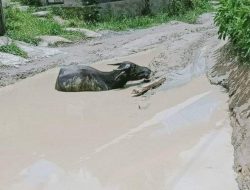 Jalan Poros di Kecamatan Bambang, Miris Bak Kubangan Kerbau