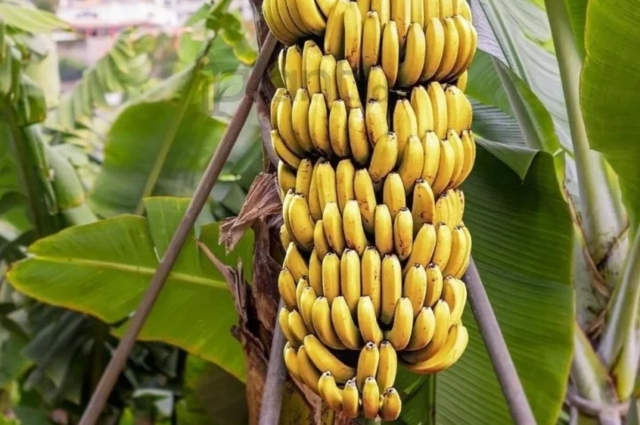 Cara Menyimpan Buah Pisang biar Awet dan Tahan Lama, Simak Berikut ini