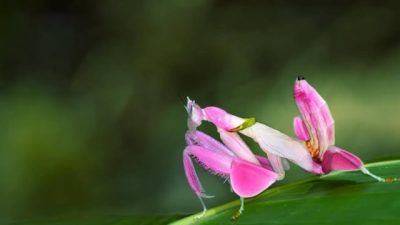 Belalang Cantik Predator Ganas, 4 Fakta Hymenopus Coronatus