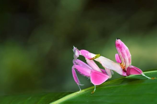 Belalang Cantik Predator Ganas, 4 Fakta Hymenopus Coronatus