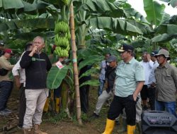 Siap Kembangkan Pisang, Pemprov Sulbar Berkunjung Ke Pembibitan Pisang Celavendish di Bone