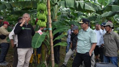 Siap Kembangkan Pisang, Pemprov Sulbar Berkunjung Ke Pembibitan Pisang Celavendish di Bone